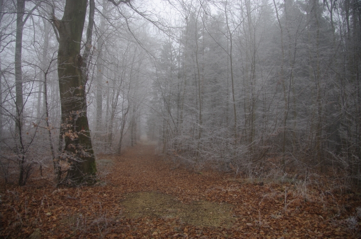 Forêt de la Rumont à FAULX