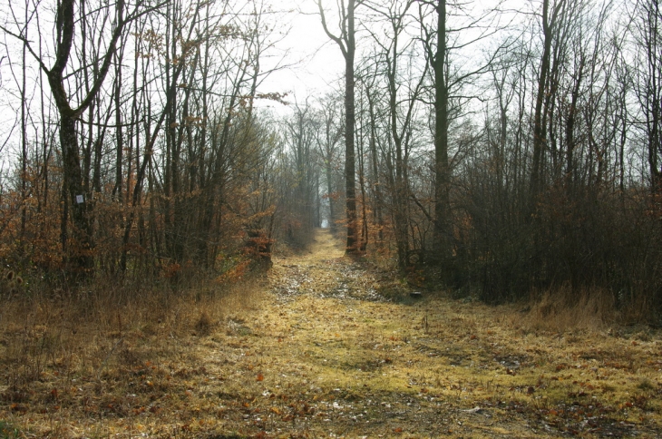 Forêt de la Rumont à FAULX