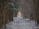 première neige forêt de la Rumont