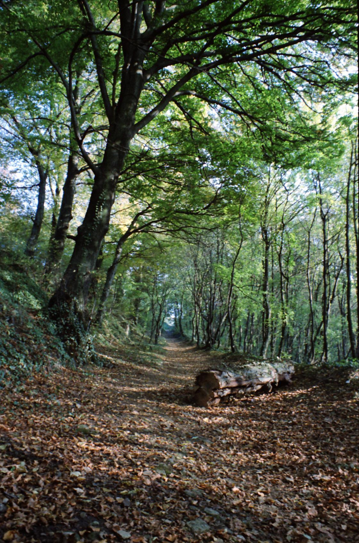 Chemin parallèle à la Route de Moyeuvre (côte des bourriques) - Jœuf