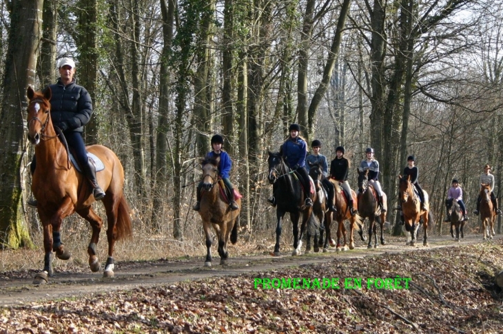 Balade dans la forêt - Trieux