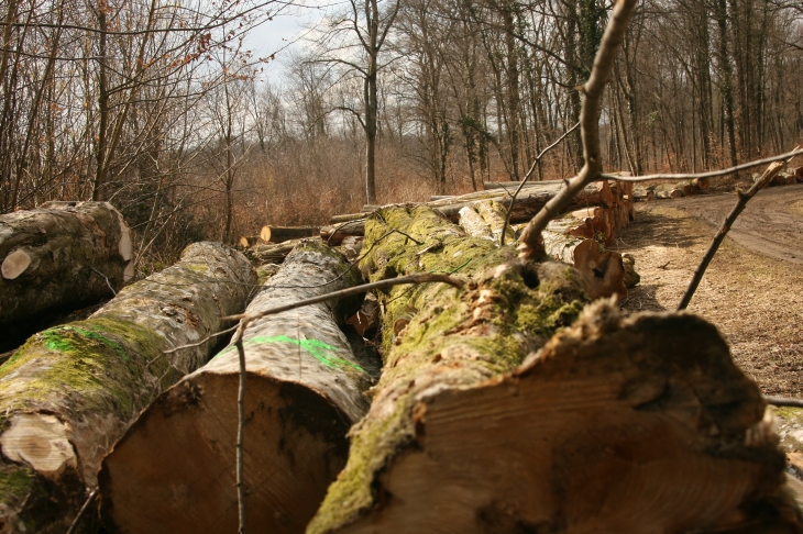 Dans la Forêt - Trieux