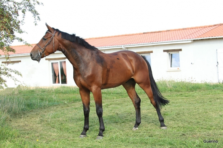 Au centre équestre - Trieux