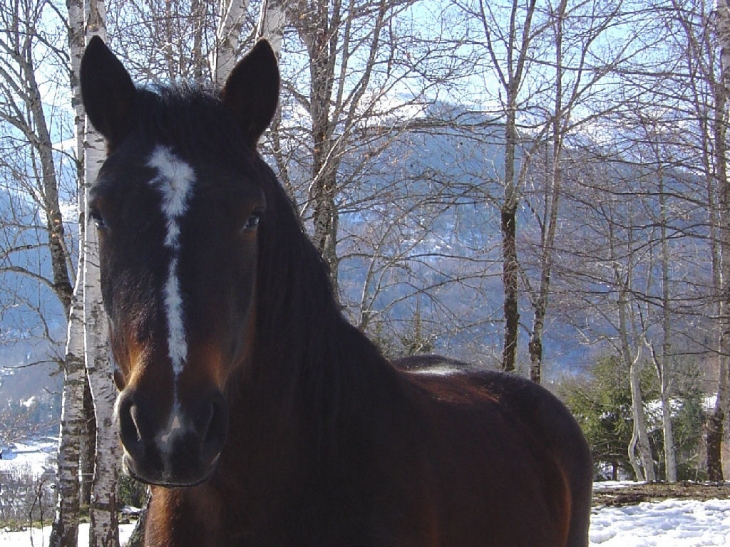 Cheval - Chauvency-le-Château