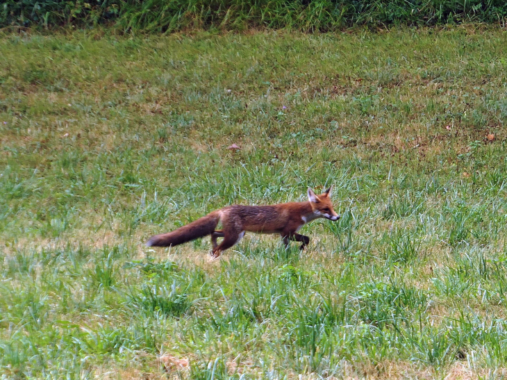 Renard dans la forêt de Sainte Geneviève - Érize-Saint-Dizier