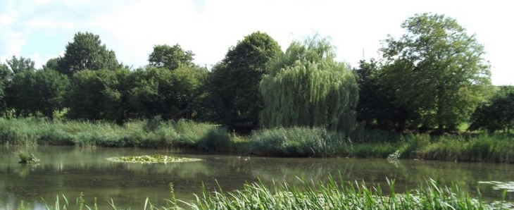 Saule pleureur - Ippécourt