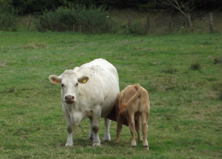 Vache - Ippécourt