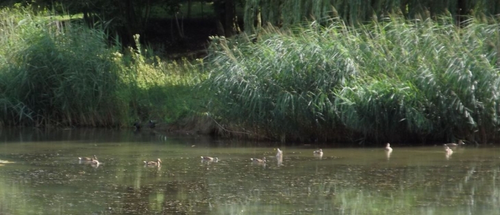 Canards - Ippécourt