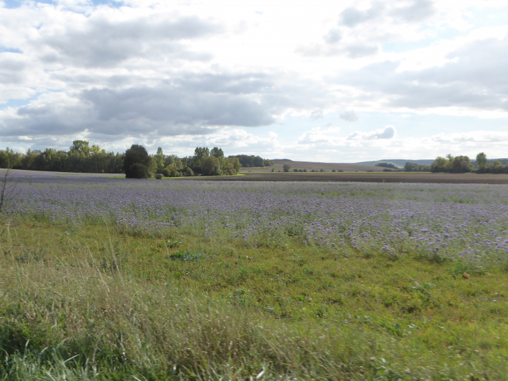 Une illusion de champ de lavande - Ranzières