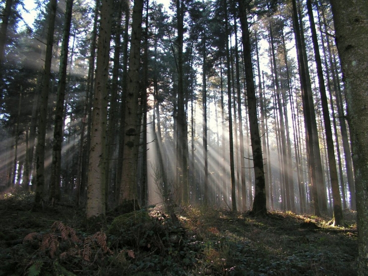 Forêts environnantes - Abreschviller