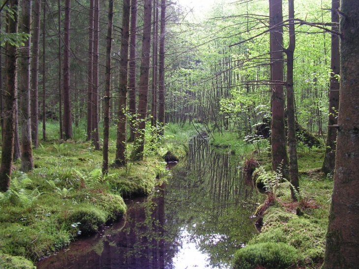 Ambiance printanière - Abreschviller