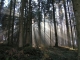 Forêts environnantes