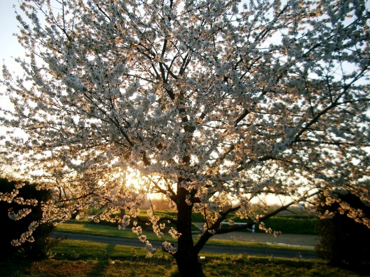 Le printemps à Bousse