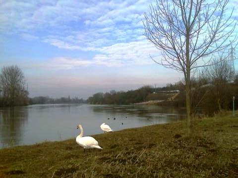 Cygnes à bousse