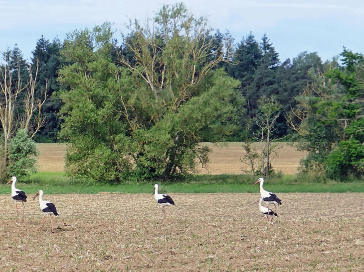 Cigognes dans le champ - Brouviller