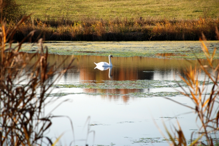 Un cygne qur l'étang vers Ghébenhouse - Ernestviller