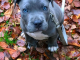 Photo suivante de Fribourg amstaff