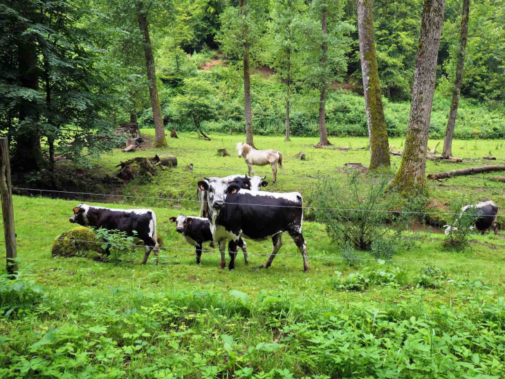 Pâturage - Lengelsheim