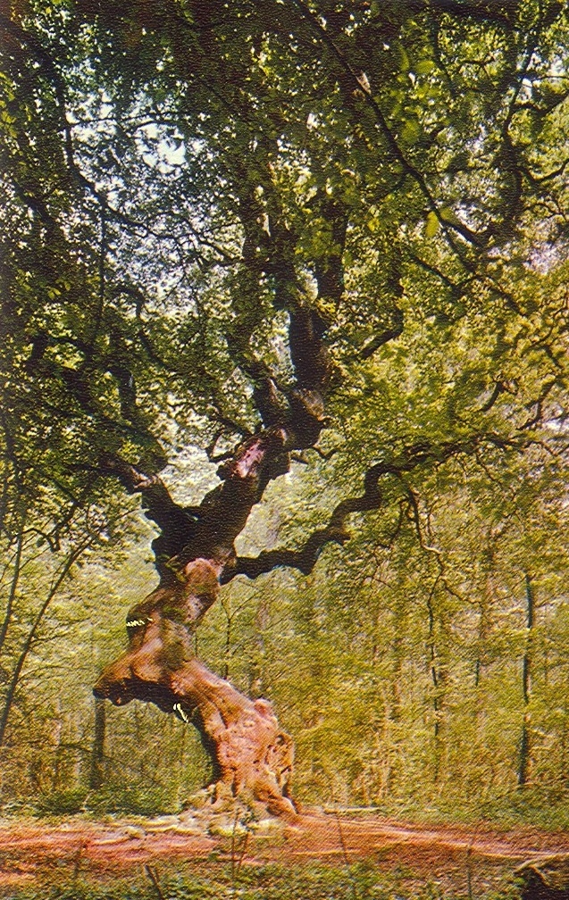 Arbre du joli fou - Rémilly