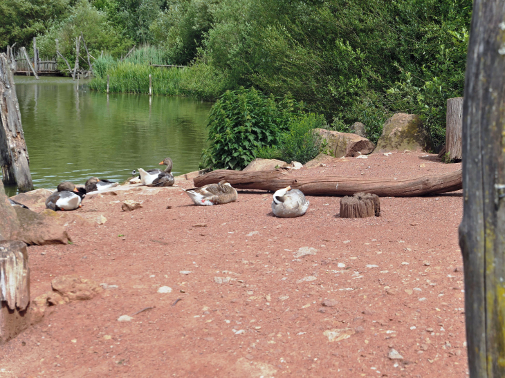 Parc animalier de Sainte Croix : les oiseaux des étangs - Rhodes