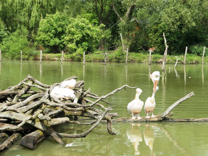 Parc animalier de Sainte Croix : les oiseaux des étangs - Rhodes