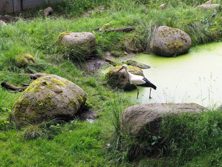 Parc animalier de Sainte Croix : cigogne - Rhodes