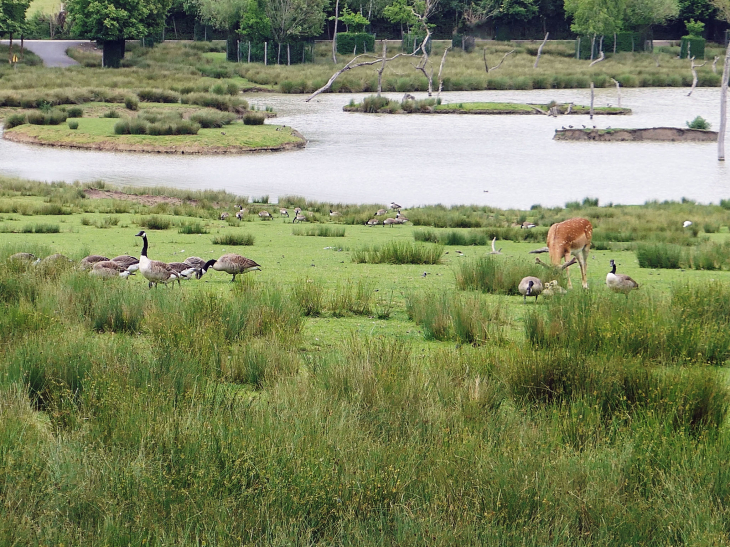 Parc animalier de Sainte Croix : les oiseaux des étangs - Rhodes