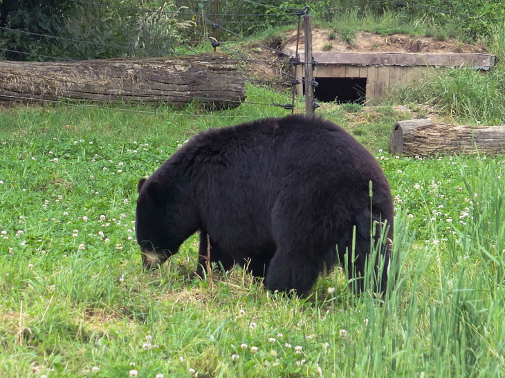 Parc animalier de Sainte Croix : les ours - Rhodes