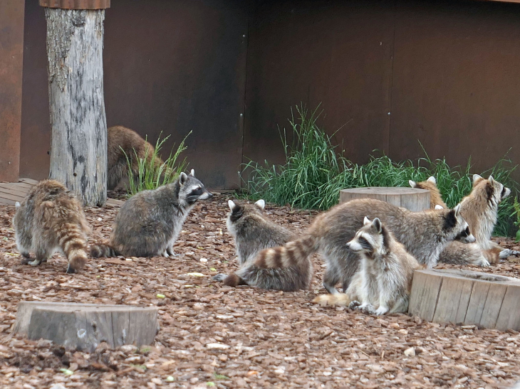 Parc animalier de Sainte Croix : ratons laveurs - Rhodes