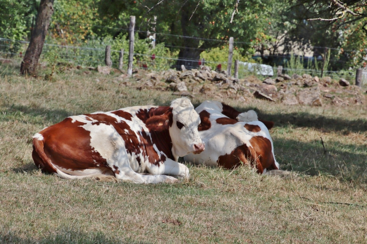 Campagne - Escles