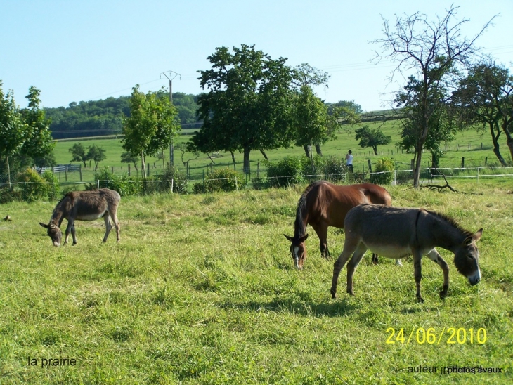 Prairie Evaux et menil - Évaux-et-Ménil