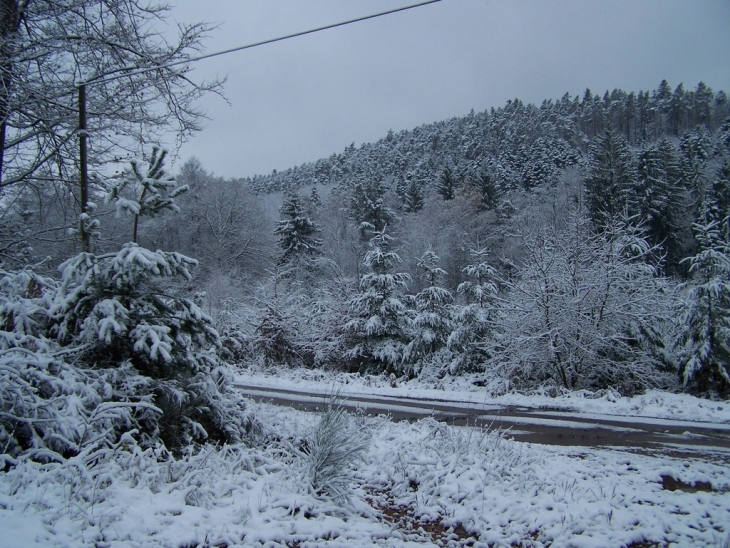 Neige en forêt Evaux et menil - Évaux-et-Ménil