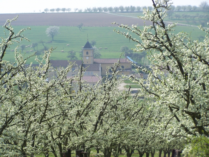 Evaux et ménil : mirabelliers en fleurs - Évaux-et-Ménil