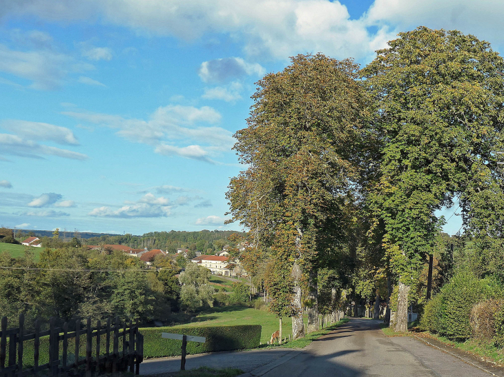 L'allée des Marronniers de la ville haute au faubourg - Frizon