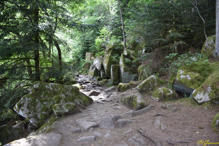 Sentier du tour du lac - Rive gauche - Gérardmer