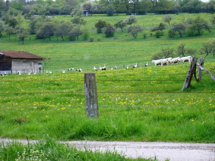 HALTE DE CIGOGNE ETONNANT ET MAGNIFIQUE - Igney