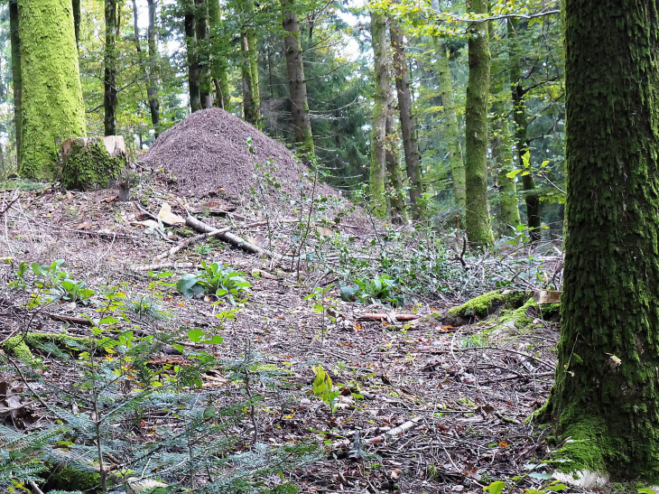 Fourmilière géante - Le Val-d'Ajol