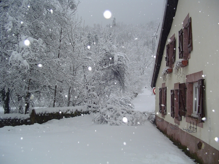 Trop de neige, des arbres sont tombés sur la route... - Luvigny