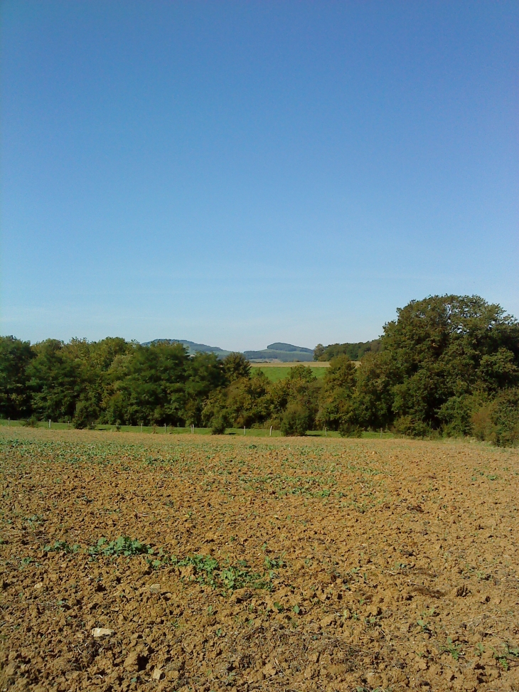 Prés, collines autour de Puzieux