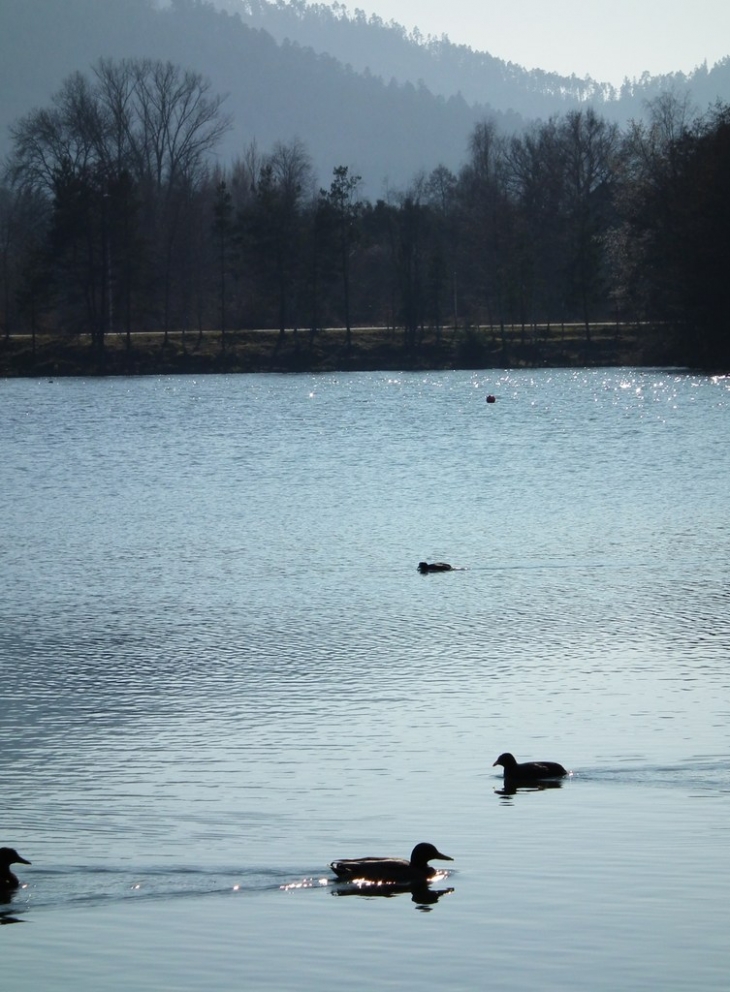 Vue sur l'Etang haumont - Saint-Dié-des-Vosges