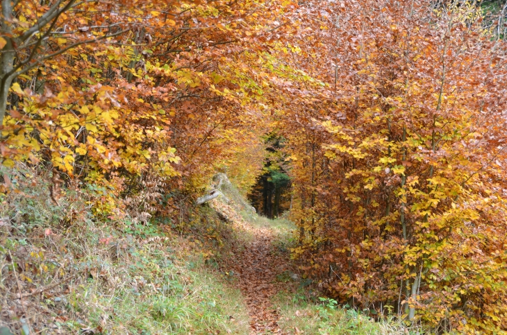 A la découverte des chemins de rando.  - Ventron