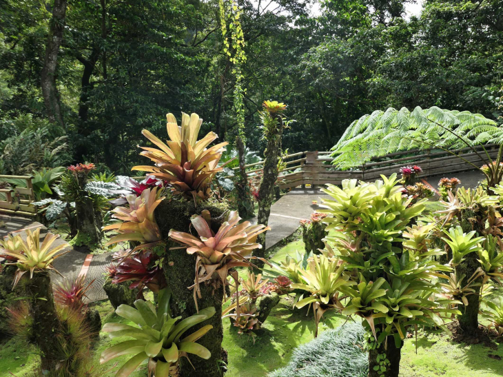 Le jardin de BALATA - Fort-de-France