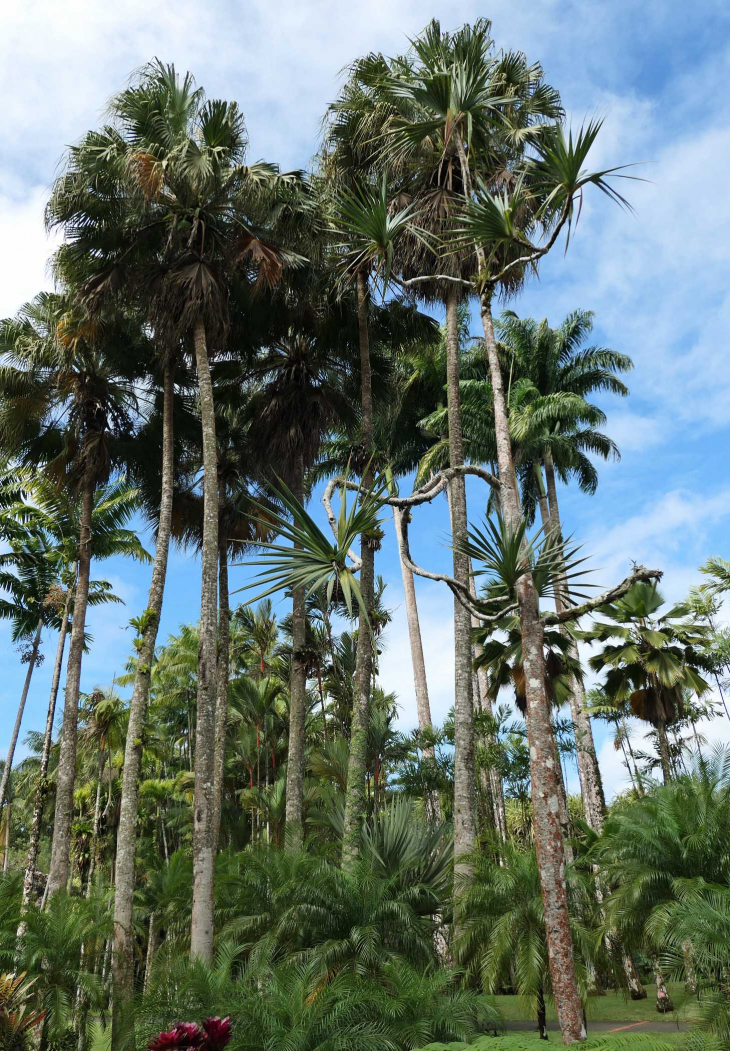 Le jardin de BALATA : la palmeraie - Fort-de-France