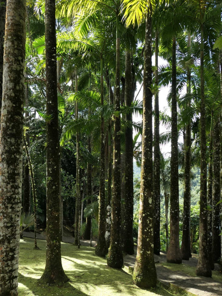 Le jardin de BALATA : la palmeraie - Fort-de-France