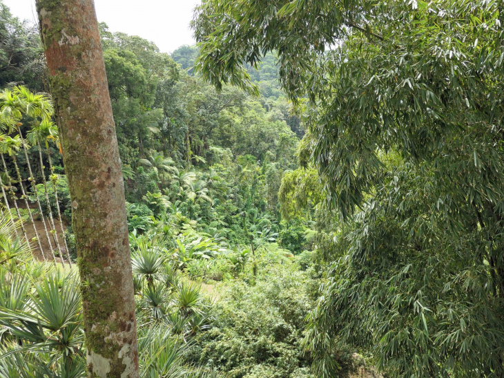 Le jardin de BALATA la balade dans les arbres - Fort-de-France