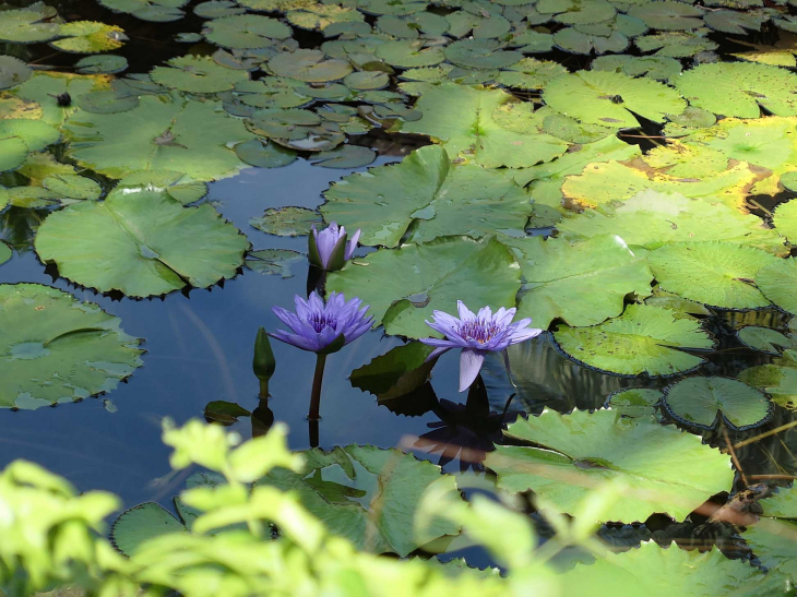 Le jardin de BALATA : la mare japonaise - Fort-de-France