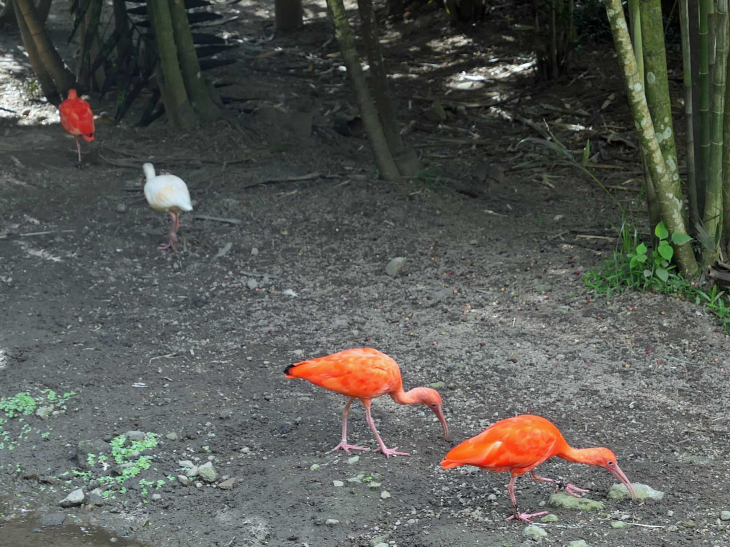 Zoo de la Martinique : ibis rouges - Le Carbet