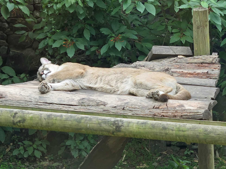 Zoo de la Martinique : puma - Le Carbet