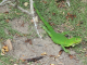 Zoo de la Martinique : lézard anolis roquet