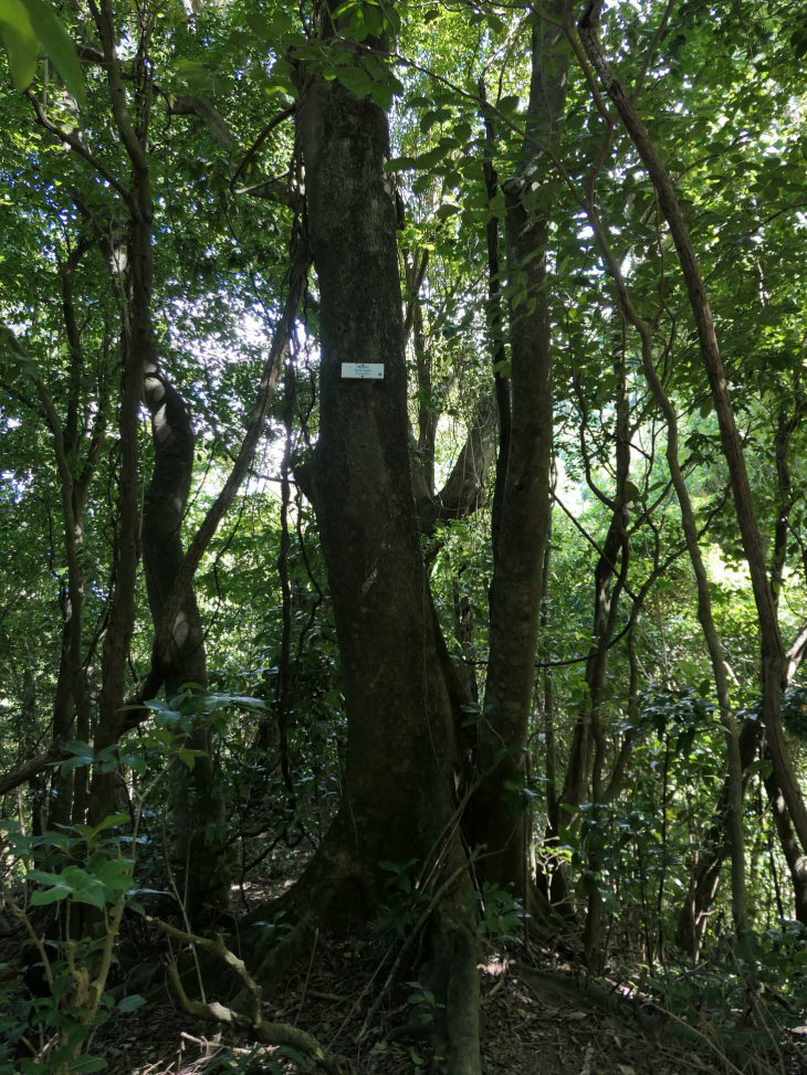 Le chemin des Anses : la forêt tropicale - Le Prêcheur